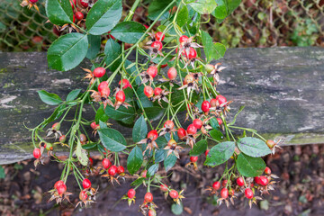 Dog rose branch with red rose hips hanging down