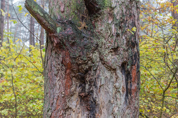 Part of trunk of old pine close-up in forest