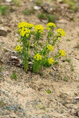 Zypressen-Wolfsmilch (Euphorbia cyparissias)