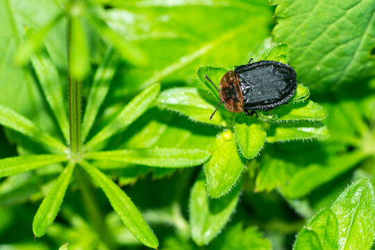 Rothalsige Silphe (Oiceoptoma thoracicum)