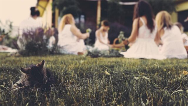 A kitten on the lawn and in the background a view of women making wreaths with beautiful flowers.