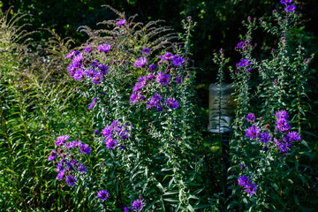 Naklejka premium Many small vivid blue flowers of Aster amellus plant, known as the European Michaelmas daisy, in a garden in a sunny autumn day, beautiful outdoor floral background photographed with soft focus.