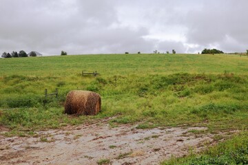 Rolled-Up Bale of Hay in Field