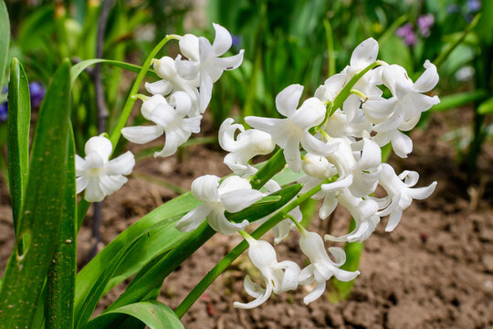 Close up of white Hyacinth or Hyacinthus flowers in full bloom in a garden in a sunny spring day, beautiful outdoor floral background photographed with soft focus.