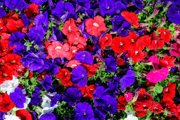 Large group of vivid pink and blue Petunia axillaris flowers and green leaves in garden pots at a market in a sunny summer day..