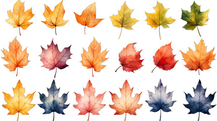 Fototapeta premium Watercolor Maple Leaf Set Isolated on Transparent or White Background, PNG