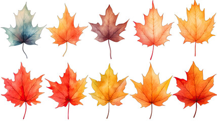 Fototapeta premium Watercolor Maple Leaf Set Isolated on Transparent or White Background, PNG