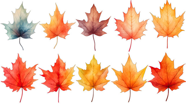 Watercolor Maple Leaf Set Isolated on Transparent or White Background, PNG