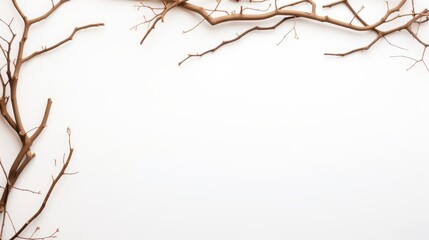 Fototapeta premium dry branches on a white background with space for text.