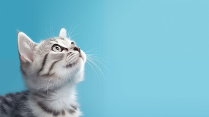 Cute banner, with a cat looking up on  blue background