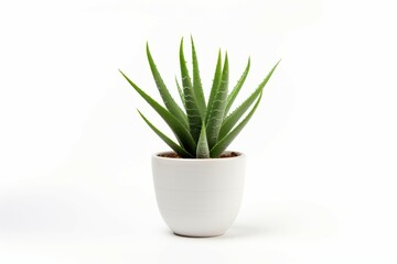 A white potted aloe vera plant