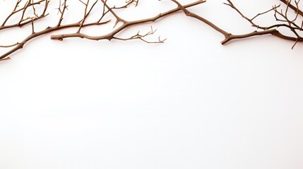 dry branches on a white background with space for text.