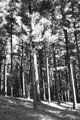 Tall pine trees growing in the forest in a black and white.