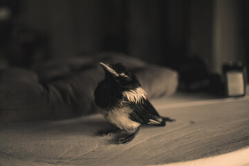 magpie at home