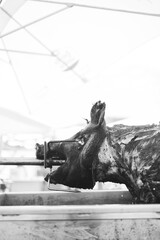 whole pig roasted