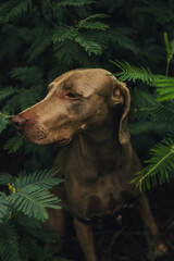 Weimaraner dog among fern