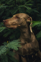 Weimaraner dog among fern