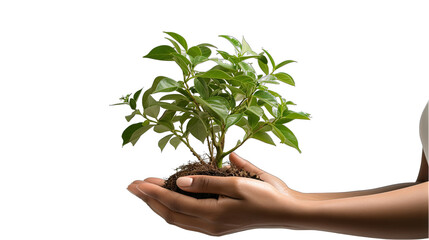 Fototapeta na wymiar Side View of Hands Holding a Plant Isolated on Transparent or White Background, PNG
