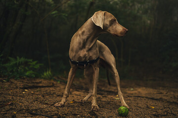Weimaraner dog in the woods 