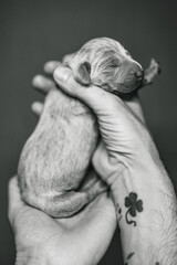 Recently born Weimaraner Puppy in a hand of a man