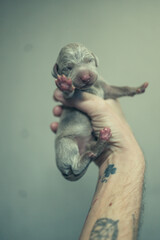 Recently born Weimaraner Puppy in a hand of a man