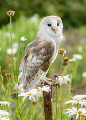 Barn Owl, Scientific name, Tyto Alba.  Close up portrait of an alert Barn Owl perched on a wooden...