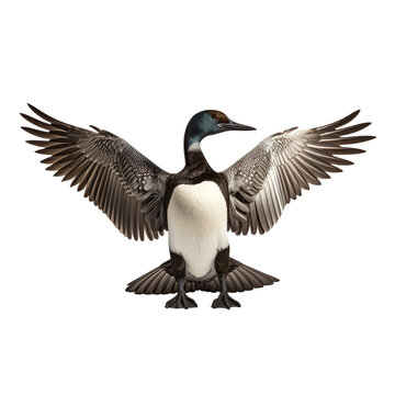 front view of Common Loon bird with wings open and landing  isolated on a white transparent background 