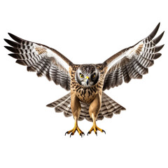 front view of Northern Harrier bird with wings open and landing  isolated on a white transparent background 