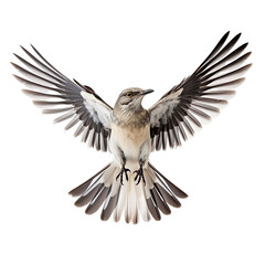 front view of Northern Mockingbird. bird with wings open and landing  isolated on a white transparent background  - obrazy, fototapety, plakaty