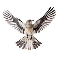 Fotobehang front view of Northern Mockingbird. bird with wings open and landing  isolated on a white transparent background  © SuperPixel Inc