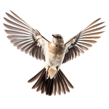 front view of Northern Mockingbird bird with wings open and landing  isolated on a white transparent background 