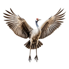 Fototapeta premium front view of Sandhill Crane bird with wings open and landing isolated on a white transparent background 