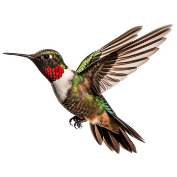 front view of  Ruby-throated Hummingbird bird with wings open and landing  isolated on a white transparent background 