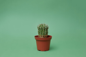 Cactus on green background isolated.