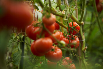 Red tomatoes on a branch in a greenhouse. Fresh waxes, healthy and proper nutrition.