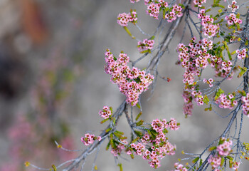 Pink flowers of the Australian native heath myrtle Micromyrtus sessilis, family Myrtaceae. Dense...