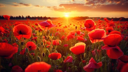 Beautiful red poppies field at sunset. Nature composition. - obrazy, fototapety, plakaty