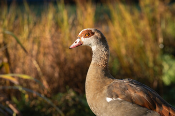 Portrait of an adult male Nile goose (Alopochen aegyptiaca) against the background of autumn yellowed grass