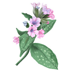 Spring flowers of Pulmonaria botanical illustration, plant with purple and pink flowers and green leaves watercolor illustration, hand-drawn, medicinal plant, for design, decor