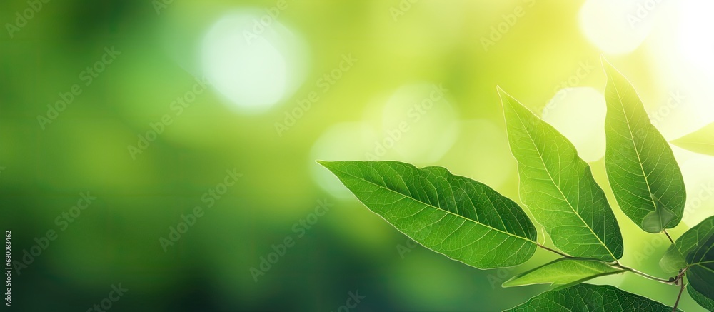 Poster macro close up of a beautiful leaf texture in sunlight set against a blurred greenery background off
