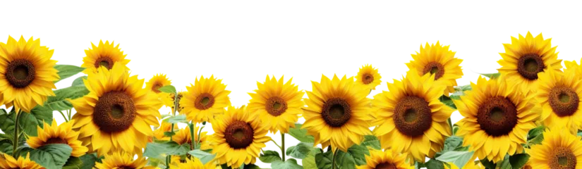 Wandcirkels plexiglas Picturesque sunflower field, cut out © Yeti Studio
