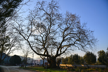 Obraz premium Monument Tree in Iznik, Bursa, Turkey.