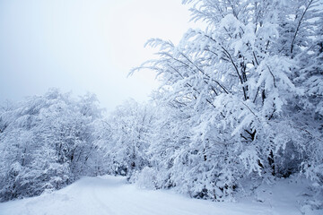 Tło zimowe, białe drzewa