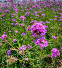purple flowers in the garden