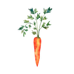 Carrots are a vegetable. Watercolor illustration on a white background. Healthy food. Vegan. A useful product. Logo, print, postcard, sticker.