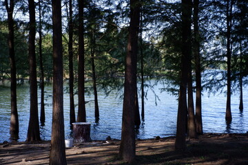 lake in the woods