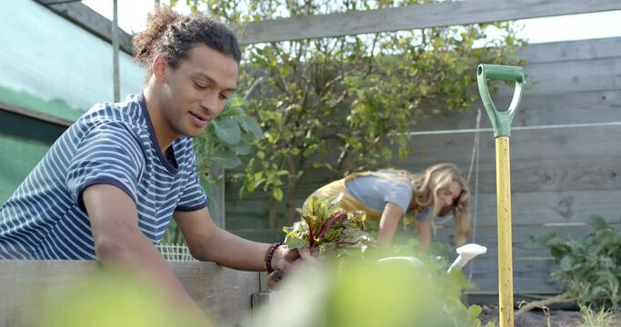 Portrait of happy diverse couple working in garden and picking beetroots, slow motion
