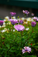 Fototapeta premium pink flower