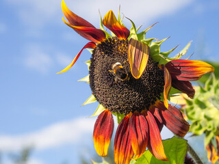 Fototapete bei efototapeten.de bestellen   