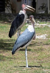 group of Marabou storks standing in the backyard